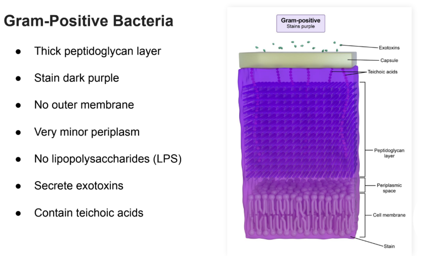 <ul><li><p>Thick peptidoglycan layer</p></li><li><p>Stain dark purple</p></li><li><p>No outer membrane</p></li><li><p>Very minor periplasm</p></li><li><p>No lipopolysaccharides (LPS)</p></li><li><p>Secrete exotoxins</p></li><li><p>Contain teichoic acids</p></li></ul><p></p>
