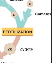 <p>2nd Step of Alternation of Generations</p>