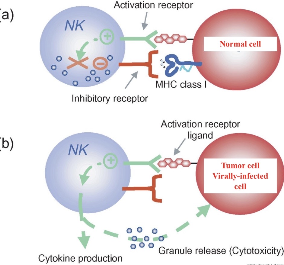 <p>Large granule lymphocytes (LGL); non-specific killing of tumor and virally infected cells through ADCC.</p><p>MHC I is displayed on normal cells for identification for NKCs. This signal is lost in viral/tumor cells</p>