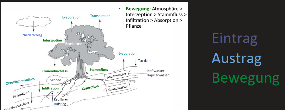 <ul><li><p><span>Medium für Stoffwechselreaktion</span></p></li><li><p><span>Substrat für chemische Reaktionen</span></p></li><li><p><span>Transportmedium für Gase, Nährstoffe, Hormone</span></p></li><li><p><span>Kühlung der Pflanze durch Transpiration</span></p></li><li><p><span>Turgor -> Wachstum durch Zellstreckung und Stabilität krautiger Pflanzen</span></p></li><li><p><span>P (Niederschlag) = ET (Evotranspiration) + A (Oberflächenabfluss)</span></p></li></ul><p></p>