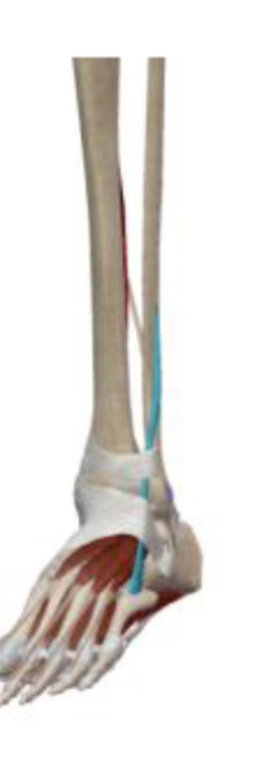 <p>What is the muscle name, its origin, its insertion, its action, and its innervation?</p>