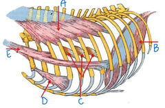 <p>B</p>