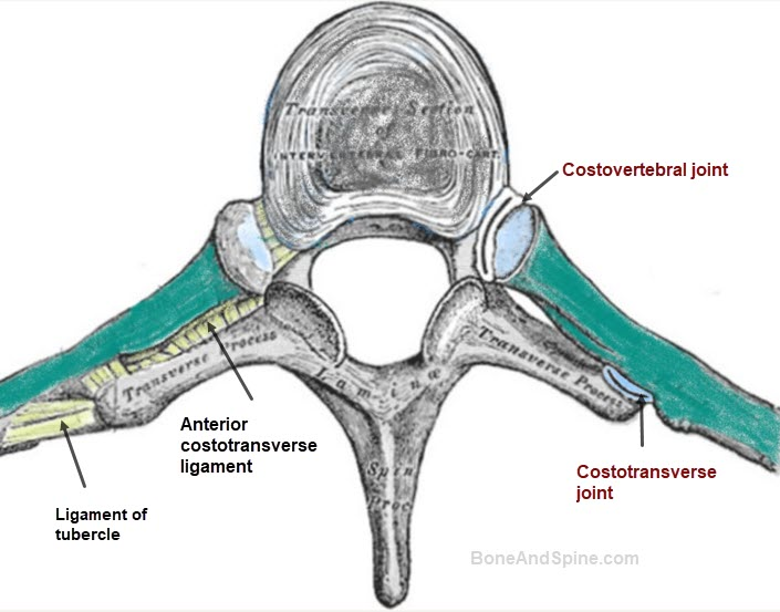 <p>what are costal joints and give 3 examples </p>