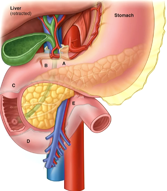 <p>Label the parts of the duodenum </p>
