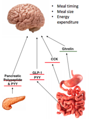 <p>Peptides that <u><mark data-color="#f9f1d8" style="background-color: rgb(249, 241, 216); color: inherit;">reduce appetite and food intake.</mark></u></p><p><strong><u><mark data-color="#f9f1d8" style="background-color: rgb(249, 241, 216); color: inherit;">Examples:</mark></u></strong></p><p>Cholecystokinin (CCK)</p><p>Bombesin</p><p>Glucagon</p><p>Alpha-melanocyte-stimulating hormone</p><p>Somatostatin</p>