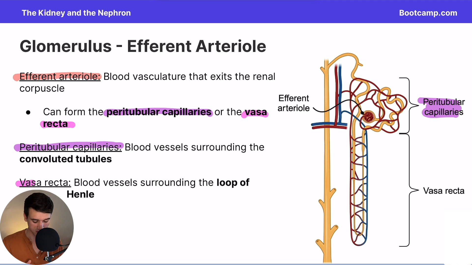 <p>Blood vessels surrounding the <strong>convoluted tubules</strong></p><p></p><p>They are more toward the<strong> renal cortex</strong></p>
