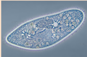 <p>Short hair-like projections on cell surface (cilia) used for movement and food sweeping</p><p>Large and complex</p><p>Free living or parasitic</p><p>Ex. Paramecium</p><ul><li><p>2 nuclei- a large macronucleus and a smaller micronucleus</p></li><li><p>Reproduction occurs by binary fission</p></li><li><p>Reproduce sexually through conjugation- they line up along their oral grooves</p></li></ul><p></p>