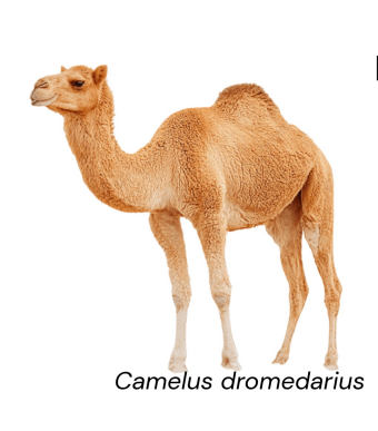 <ul><li><p>Milk production</p></li><li><p>Saudia Arabia</p></li><li><p>Large, tall, heavy build, with a striking dark brown to nearly black coat</p></li></ul><p></p>
