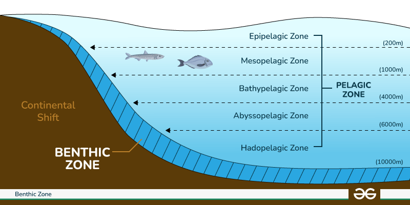 <p>Marine Benthic Zone</p>