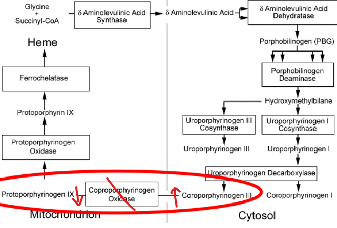 <ul><li><p>acute hepatic</p></li><li><p><strong>mut. CPOX </strong>(coproporphyrinogen) → <strong>CPIII excess </strong>in urine</p><ul><li><p>dx: fecal coproporphyrins</p></li></ul></li><li><p>symptoms: same as VP (less severe cutaneous)  </p></li></ul><p></p>