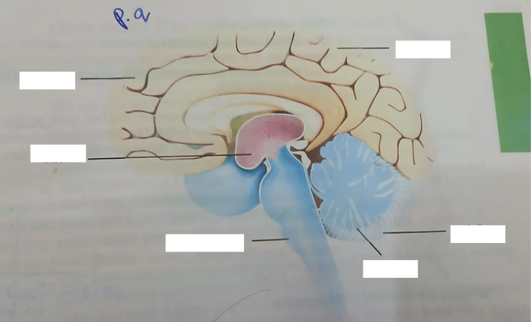 <p><strong>Fill in the blanks (REGIONS OF THE BRAIN)</strong></p>