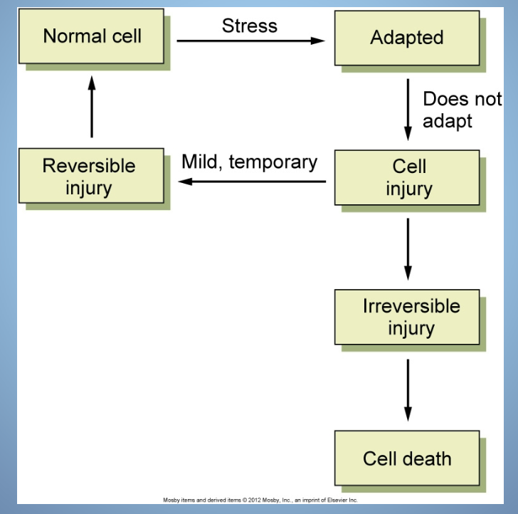 <p>*VIEW IMG - Refers to the various mechanisms through which cells can sustain damage due to stressors, leading to functional impairment or cell death. These pathways include necrosis, apoptosis, and autophagy. </p>