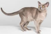 <p>welk type kat is dit</p>