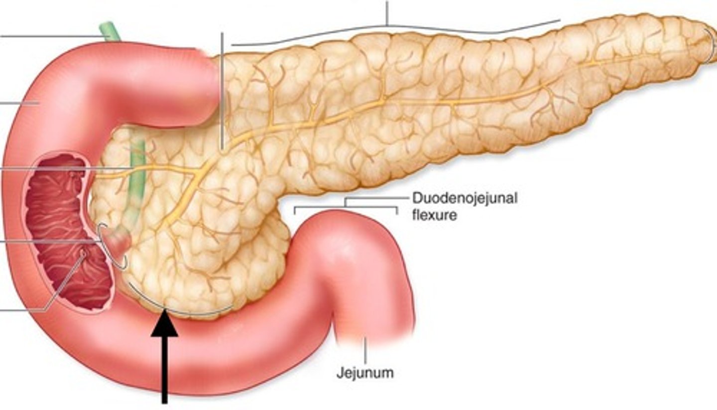 <p>An organ in the abdominal cavity with two roles.</p><p>The first is an exocrine role: to produce digestive enzymes, which are delivered to the duodenum via the pancreatic duct.</p><p>The second is an endocrine role: to secrete insulin and glucagon into the bloodstream to help regulate blood glucose levels. = The Islet of Langerhans</p>
