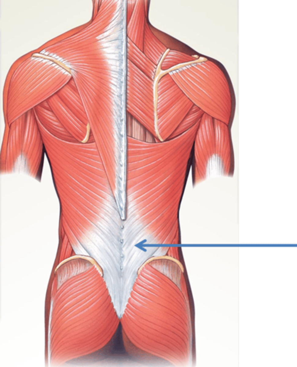 <p>Fascia constitute the wrapping, packing, and insulating materials of the deep structures of the body.</p>