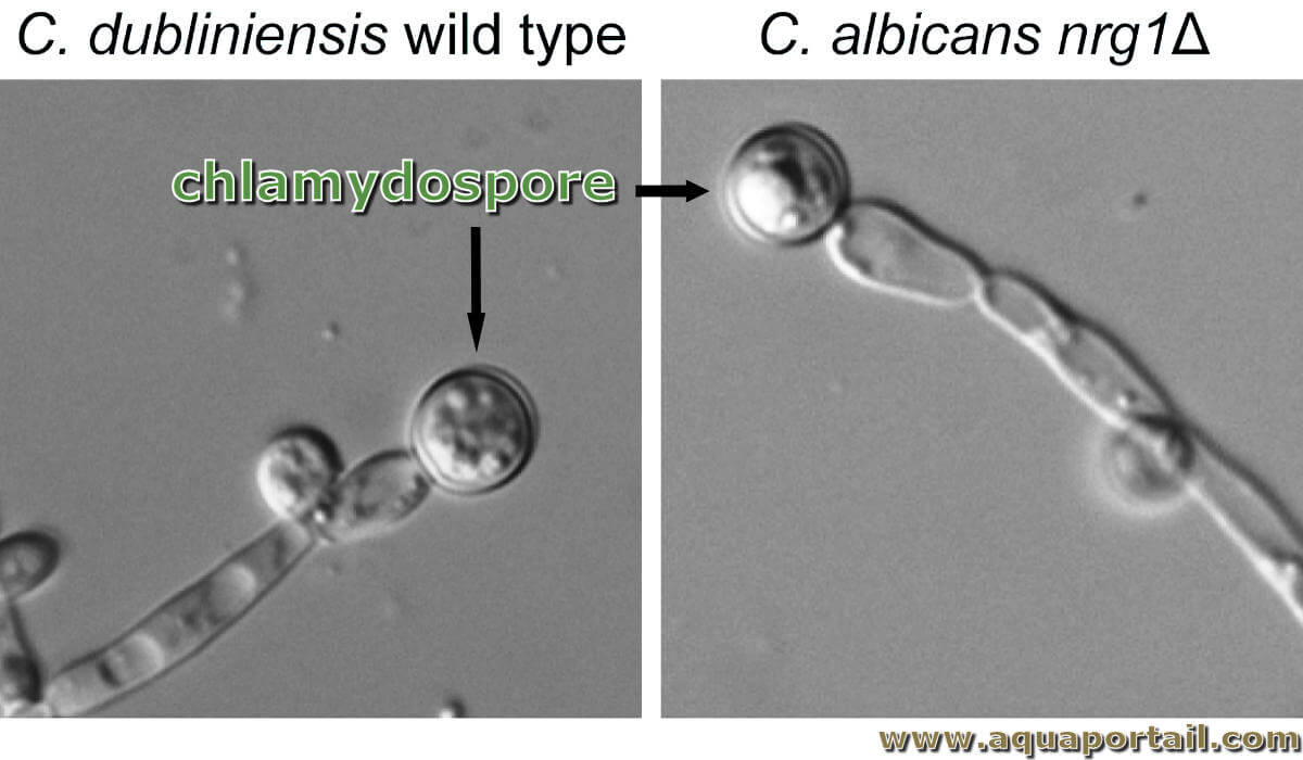 <ul><li><p>silnostěnné odpočinkové spory (produkt nepohlavního rozmnožování)</p></li></ul><p></p>