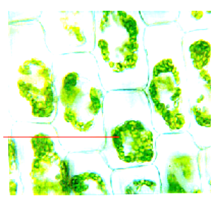 <p>Is the cell pictured hypotonic or hypertonic and was it exposed in lab to DI water or salt water.</p>