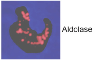 <p>How did they make adolase red?</p>