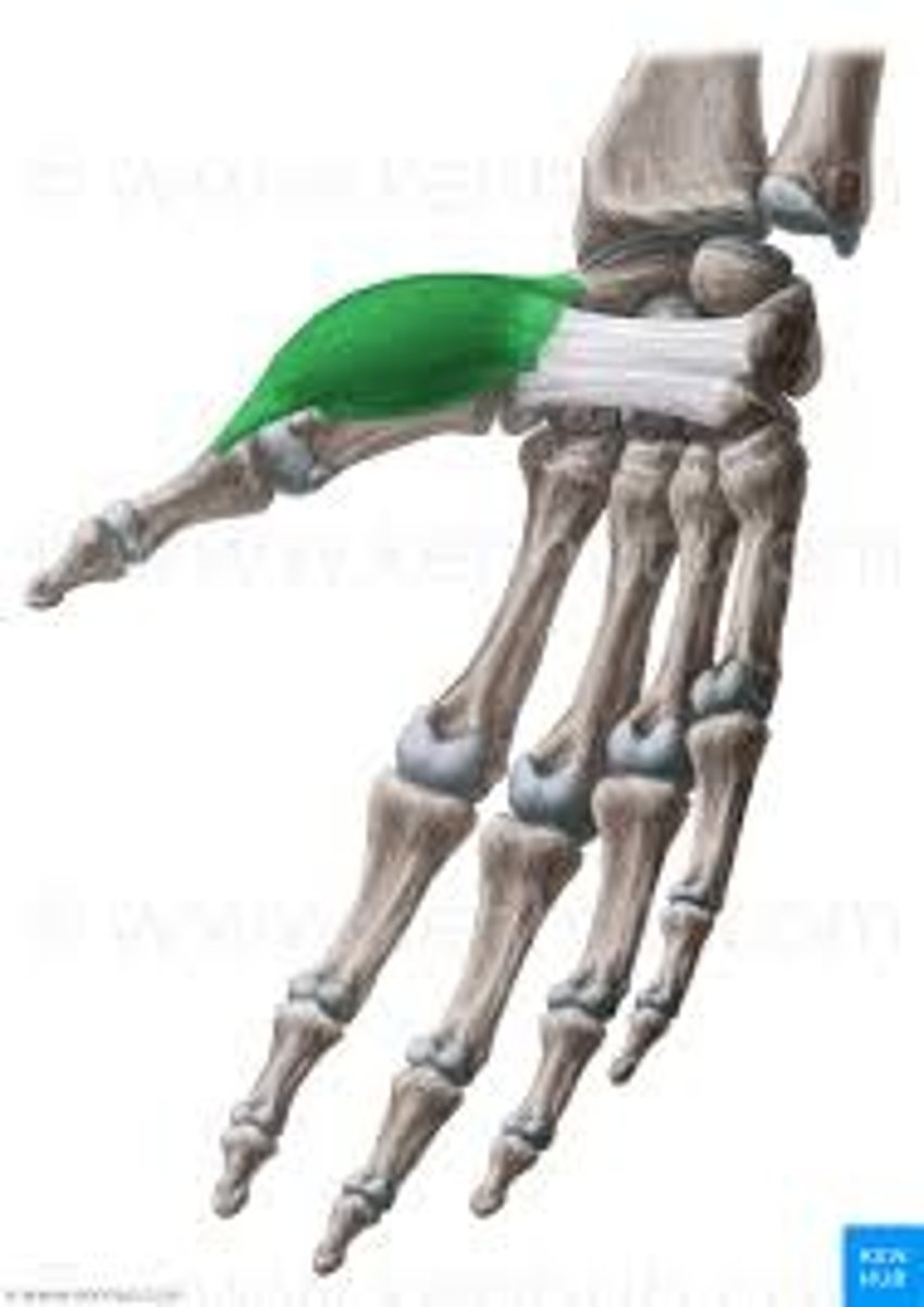 <p>Radial side - base of proximal phalanx of thumb</p>