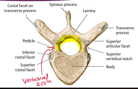<ul><li><p>Posterior to the body</p></li><li><p>2 <span style="color: red;">pedicles</span>: Right and Left. Short, cylindrical process. Project posteriorly</p></li><li><p>2 <span style="color: red;">Lamina</span>: Broad, flat bones. Connect transverse and spinous processes</p></li></ul><p></p>