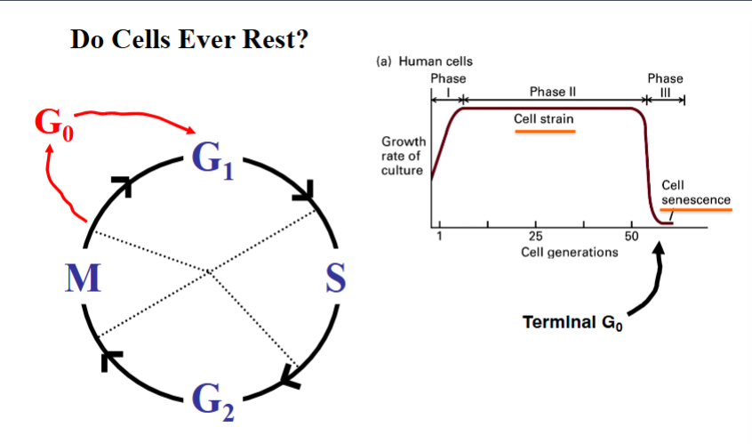 <p><span style="background-color: transparent;">G0 — The Resting State</span></p>