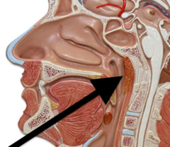 <p>behind the nose, roof of mouth</p>