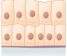 <p>What the shape and layer of this epithelial tissue?</p>