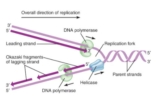 <ul><li><p>semi-conservative process </p></li></ul><p>1.Helicase unwinds DNA</p><p>2. DNA Polymerase catalyzes the reaction</p><p>that adds complementary base pairs to the</p><p>strand</p><p>a. Leading Strand and Lagging Strand</p><p>3. DNA ligase links fragments together on the</p><p>lagging strand</p>