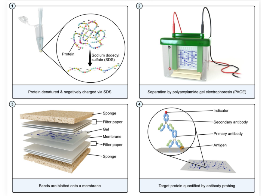 <ul><li><p>Quantifies the amount of a <strong>target protein </strong>in a sample</p></li><li><p>Uses SDS-PAGE</p></li><li><p>Proteins are treated with <strong>primary antibodies</strong>, which bind to the target protein, and <strong>secondary antibodies</strong>, which bind to both an indicator and the primary antibody</p></li></ul><p></p>