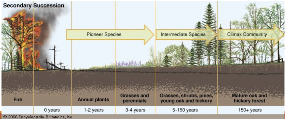 <ul><li><p>Secondary succession: succession that begins after a disturbance event clears the community but leaves the soil intact</p></li><li><p>Secondary succession → Pioneer species → Intermediate species → Climax community</p></li></ul><p></p>