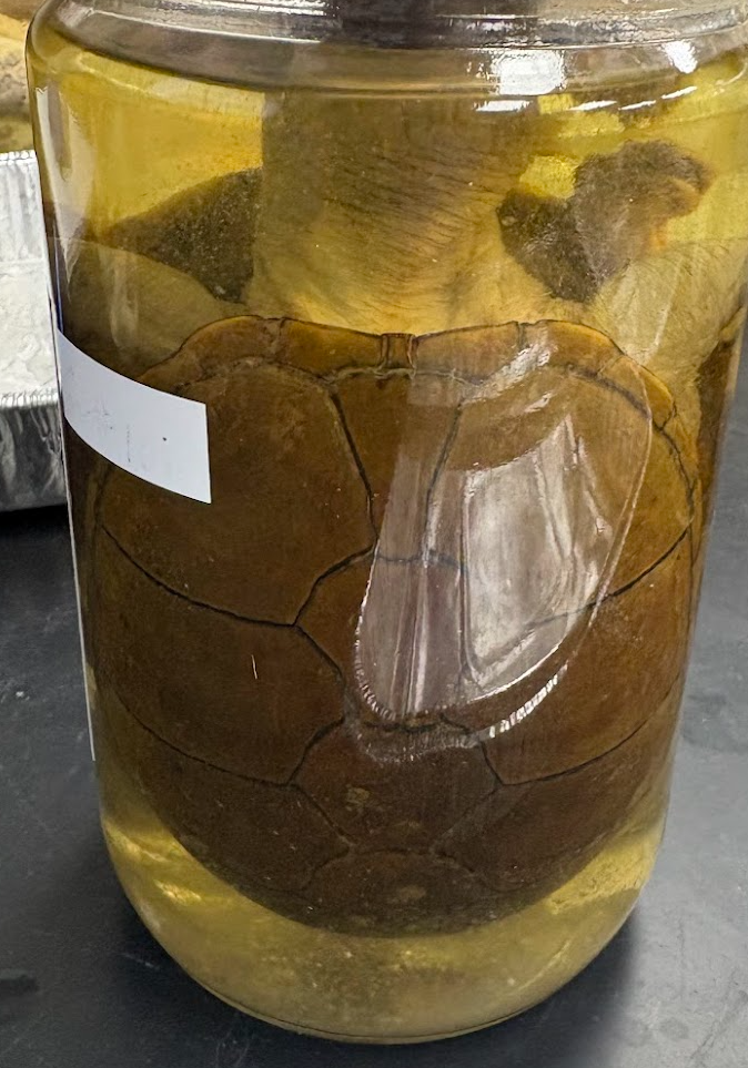 <p><span style="background-color: transparent;">Kinosternon subrubrum</span></p>