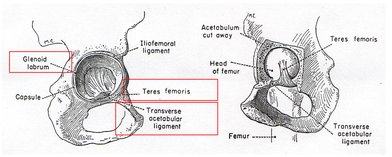 <p>Transverse acetabular (small notch in glenoid lip)</p><p>Teres femoris - ligamentum capitis femoris</p><p>Glenoid/acetabular ligament (labrum)</p><p></p>