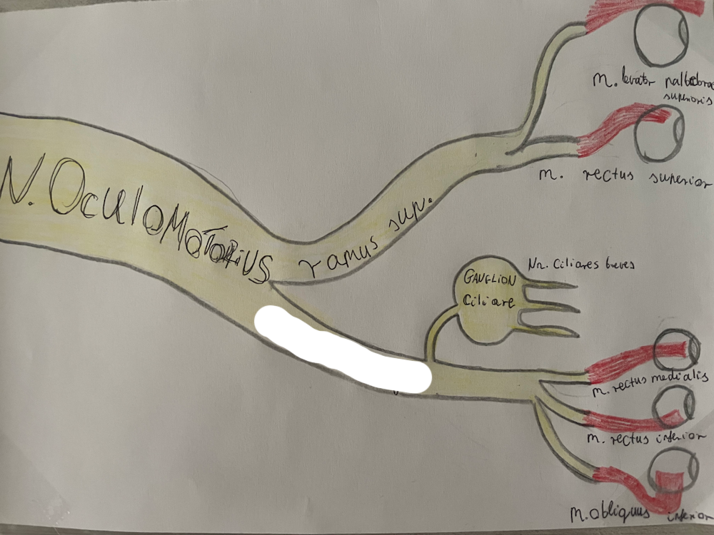 <p><span>alsó ág (m. rectus inferior, m. rectus medialis, m. obliquus inferior)</span></p>