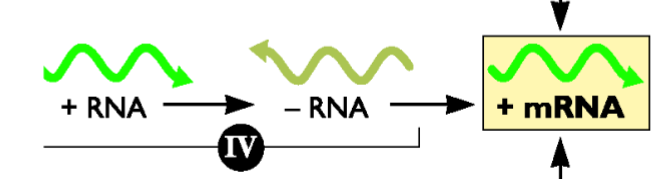 <p>For <strong><em><u>REPLICATION</u></em></strong></p><ul><li><p>Need (-) to be a Template to synthesize more (+) strands</p></li></ul><p></p>