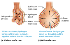 <p>A chemical in the lungs that maintains the surface tension of the alveoli and keeps them from collapsing --> maybe decreased in premature birth/maternal diabetes</p>