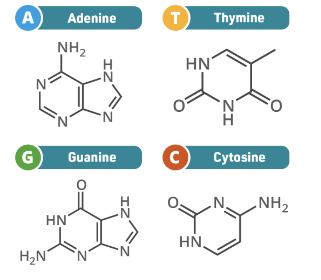 <p>adenosine and guanosine </p>