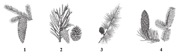 <p>Podaj nazwy rodzajowe roślin należących do nagonasiennych</p>