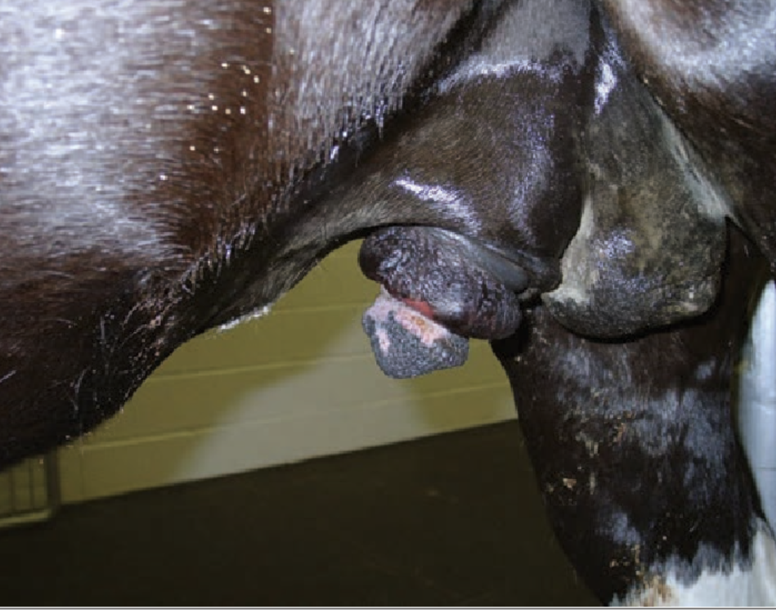 <p>Paraphimosis: Pathophysiology</p>