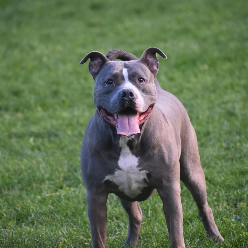 <p>Ik heb een …. aan gevaarlijke honden</p>