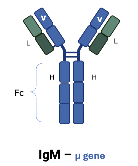 <p>IgM </p>
