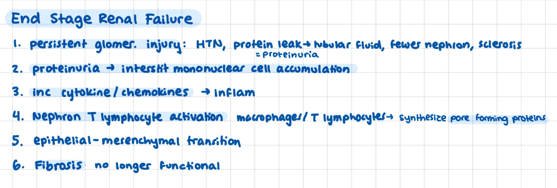 <p><strong>persistent injury</strong> → <strong>HTN, Proteinuria, Sclerosis</strong></p><p><strong>proteinuria </strong>→ <u>mononuclear </u>cell + <u>cytochemokines </u>→ <strong>inflam</strong></p><p><u>T lymphocyle</u> activation → Synth <u>pore forming proteins</u></p><p>mesenchymal transition → <strong>Fibrosis </strong>not functional</p><p></p>