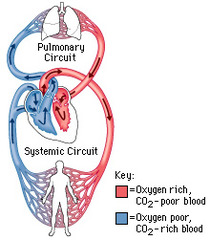 <p>Systematic- carries blood from the muscular left ventricle of the heart to the aorta. </p><p>Pulmonary- carries blood from the heart to the lungs and back to the heart. Arteries have less oxygen than the veins.</p>