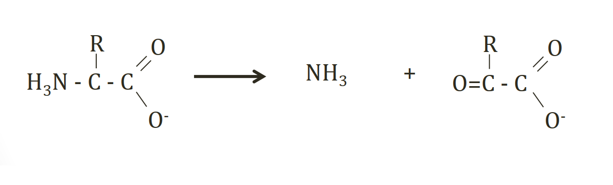 <p>amino acid breakdown → No storage form of amino acids, Unused amino acids broken down →</p><p>Amino group removed → NH<span>3 </span>+ α-keto acid </p><p>Converted by liver to urea (non toxic) for excretion<br></p>