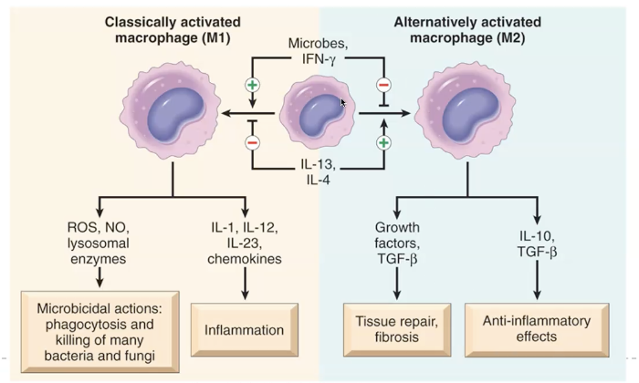 <ul><li><p>M1 classical activation by microbial products and IFN-Y.</p><ul><li><p>Microbicidal processes and inflammation.</p></li></ul></li><li><p>M2 alternative activation by other cytokines (IL-4 and IL-13)</p><ul><li><p>Principle role in tissue repair.</p></li></ul></li></ul><p></p><p>Tissue macrophages</p><ul><li><p>Ingest and eliminate microbes and dead tissues.</p></li><li><p>Initiate the process of tissue repair.</p></li><li><p>Display antigens to T-lymphocytes and respond to signals from T cells.</p></li><li><p>Die or 'wander off' in the absence of inflammatory stimulus.</p></li></ul><p></p><p>Tissue macrophages become activated when they encounter microbial products, cytokines, or signals from injured tissue. <strong>Classical (M1) activation</strong>, driven by IFN‑γ and microbial molecules like LPS, produces a highly pro‑inflammatory macrophage that releases <strong>TNF, IL‑1, ROS, NO, and proteases</strong>, sustaining inflammation and causing tissue injury. In contrast, <strong>alternative (M2) activation</strong>, driven by IL‑4 and IL‑13, generates macrophages that secrete <strong>IL‑10 and TGF‑β</strong>, promoting tissue repair, angiogenesis, and fibrosis. Activated macrophages also present antigen to T cells, which in turn further activate macrophages, creating a self‑reinforcing loop that defines chronic inflammation. In short: <strong>M1 macrophages kill; M2 macrophages heal</strong>.</p>