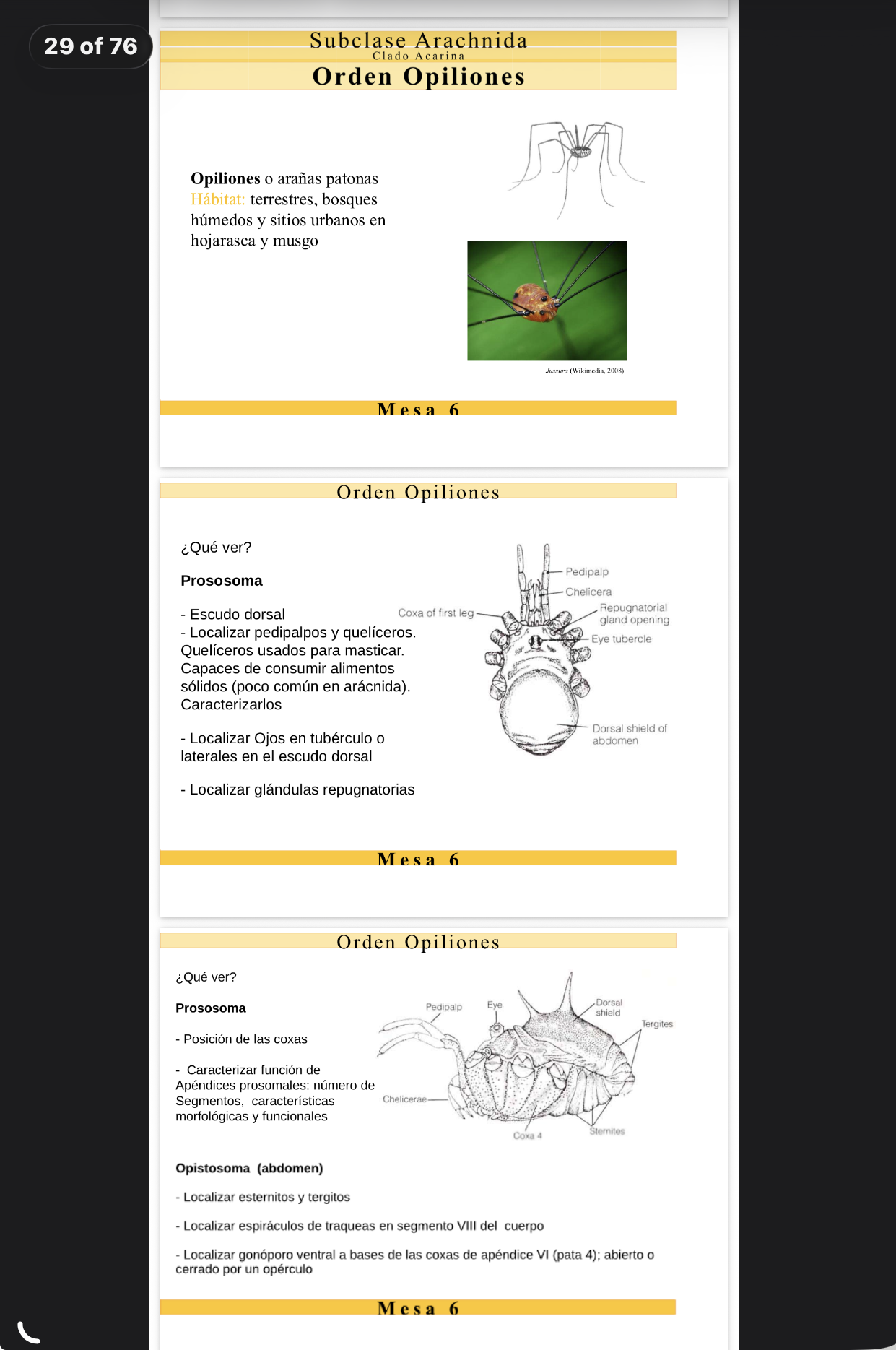 <p>FILO Arthropoda</p><p>CLASE Chelicerata</p><p>SUBCLASE Arachnida</p><p>CLADO Acarina(?)</p><p>ORDEN Opiliones</p><p>NOMBRE COMÚN Arañas patonas</p><p>HÁBITAT terrestres, bosques húmedos, sitios urbanos en hojarasca y musgo</p><p>ALIMENTACIÓN Alimentos sólidos (poco común en arácnida)</p><p>CARACTERÍSTICAS</p><p>A: queliceros: para triturar, pueden comer alimentos sólidos</p><p>B: escudo de quitina dorsal</p><p>C: Pedipalpos</p><p>D: telson reducido a opérculo an*al</p>