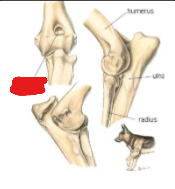 <p>what is it</p>