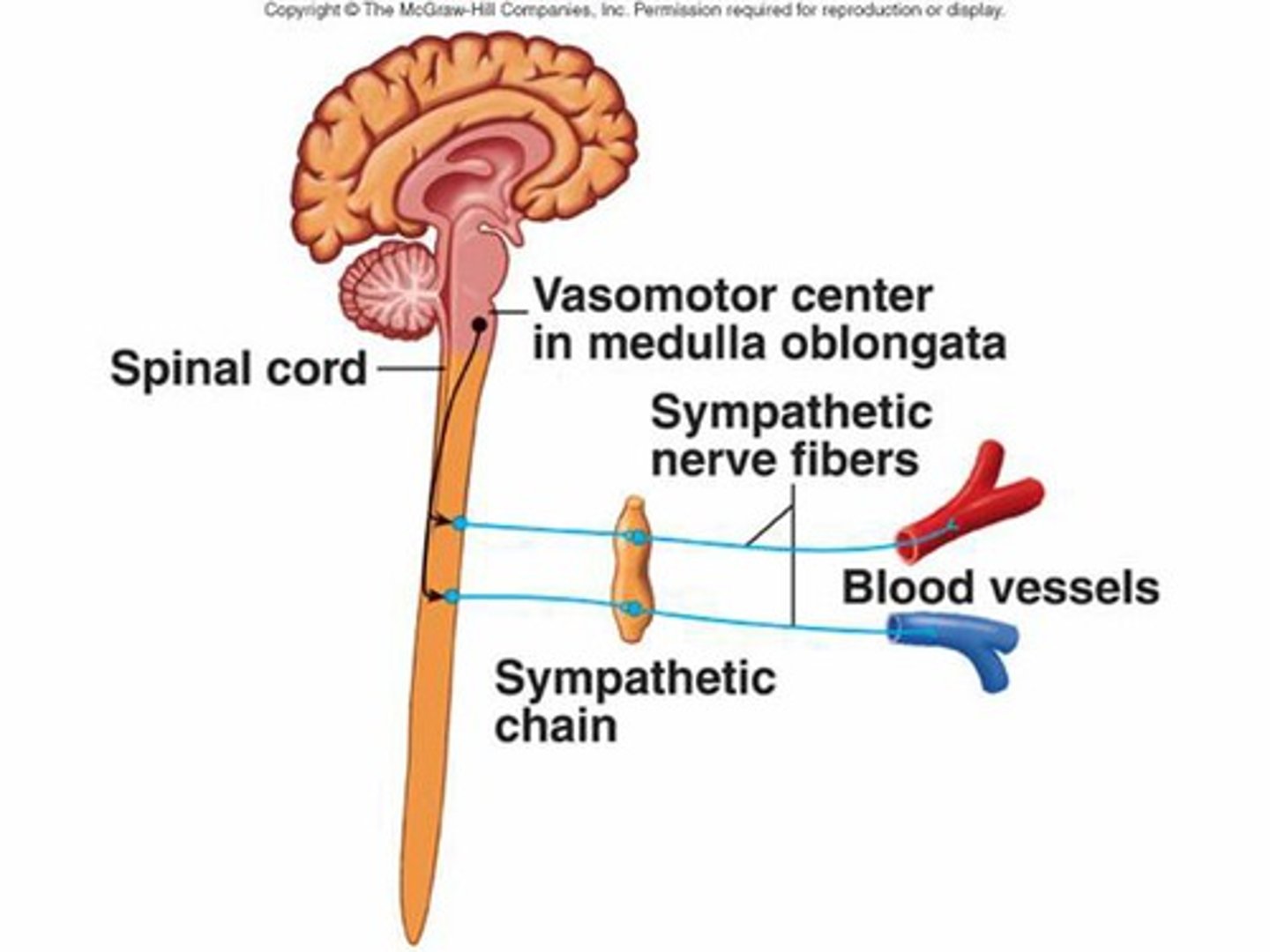 <p>Controls blood vessels</p>