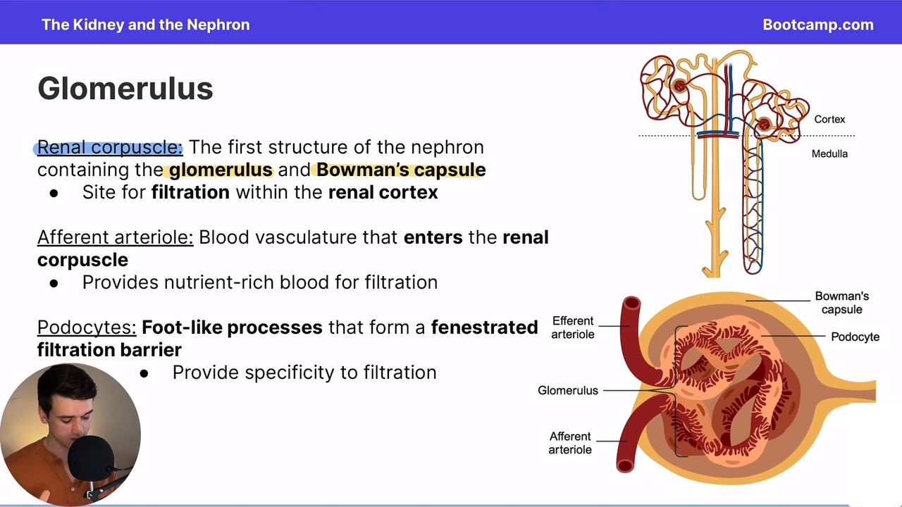 <p>in the renal cortex </p>