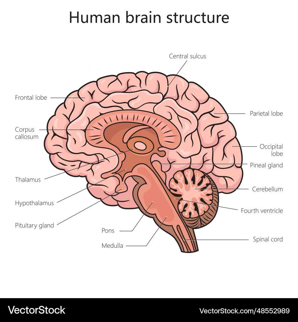 <p>brain</p><p>nervous</p>