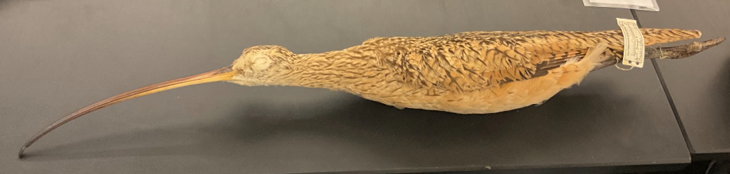 <p>Long-billed Curlew</p>